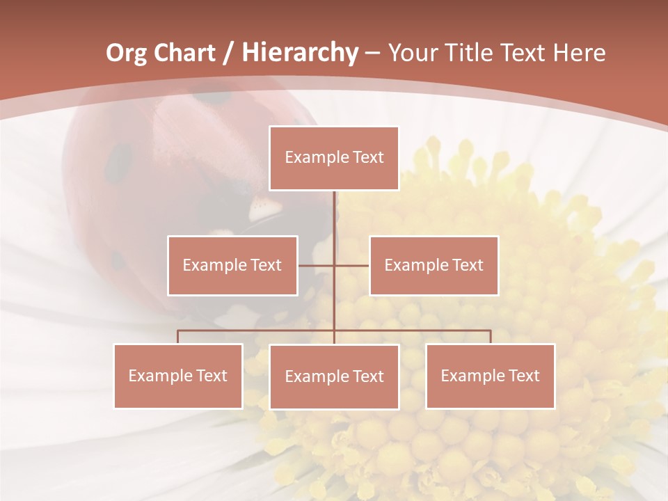 Coccinellidae Macro Insect PowerPoint Template