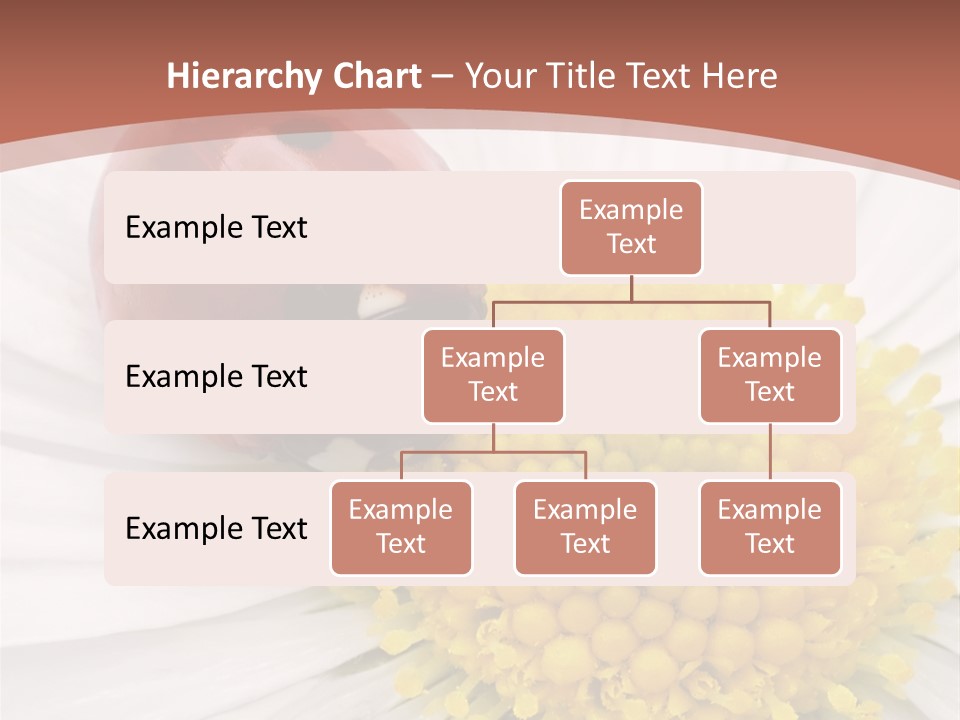 Coccinellidae Macro Insect PowerPoint Template