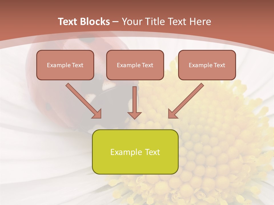 Coccinellidae Macro Insect PowerPoint Template