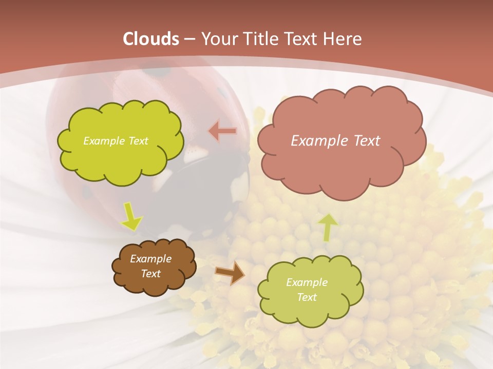 Coccinellidae Macro Insect PowerPoint Template