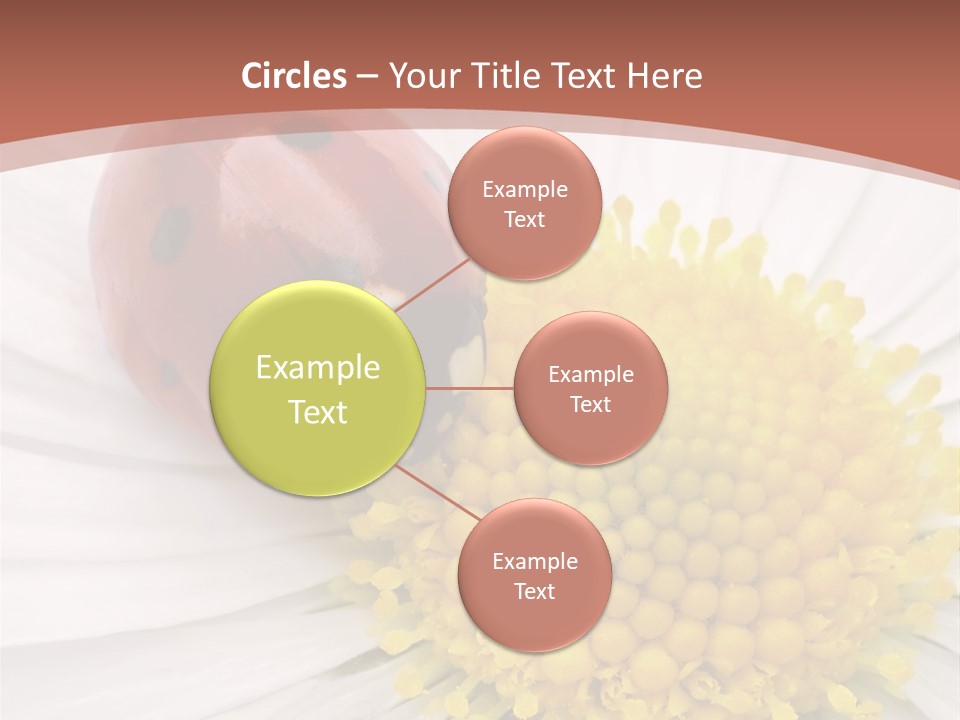 Coccinellidae Macro Insect PowerPoint Template