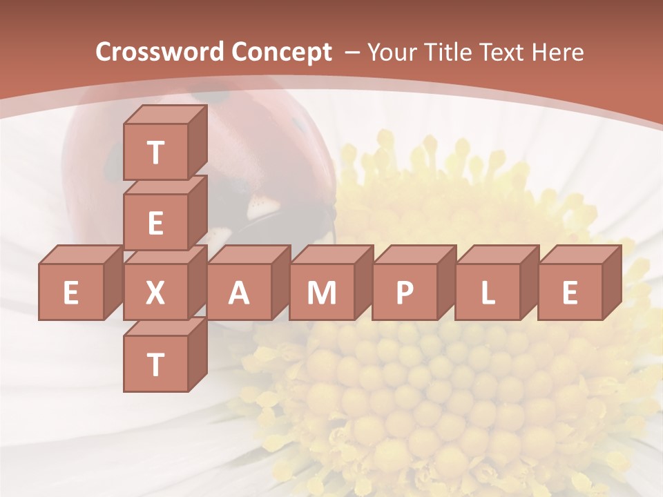 Coccinellidae Macro Insect PowerPoint Template