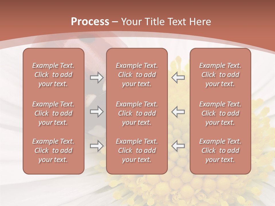 Coccinellidae Macro Insect PowerPoint Template