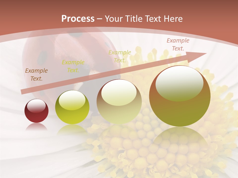 Coccinellidae Macro Insect PowerPoint Template