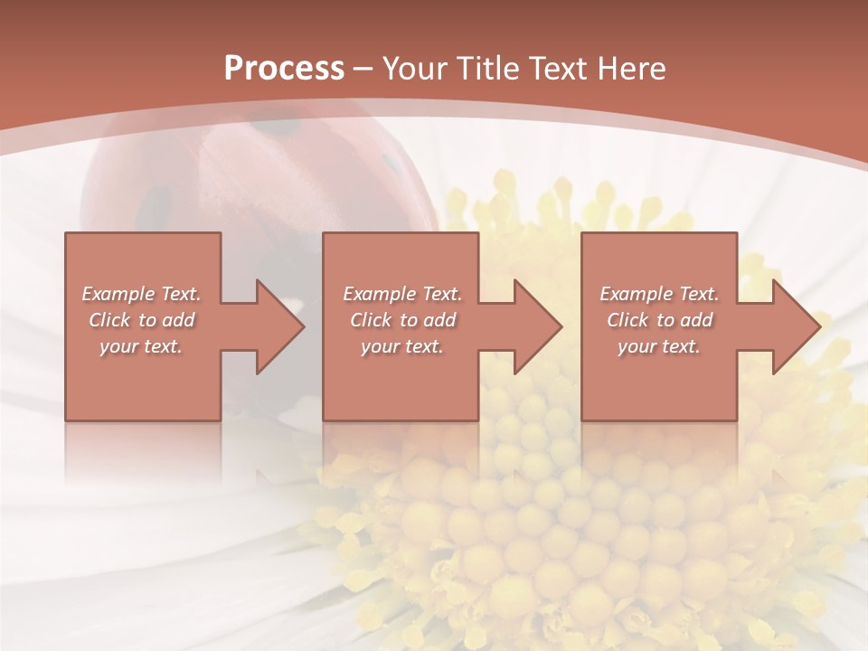 Coccinellidae Macro Insect PowerPoint Template