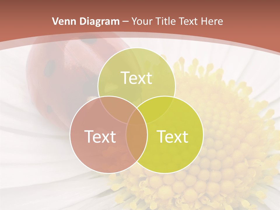 Coccinellidae Macro Insect PowerPoint Template
