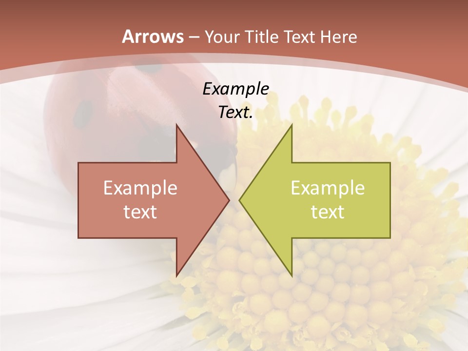 Coccinellidae Macro Insect PowerPoint Template