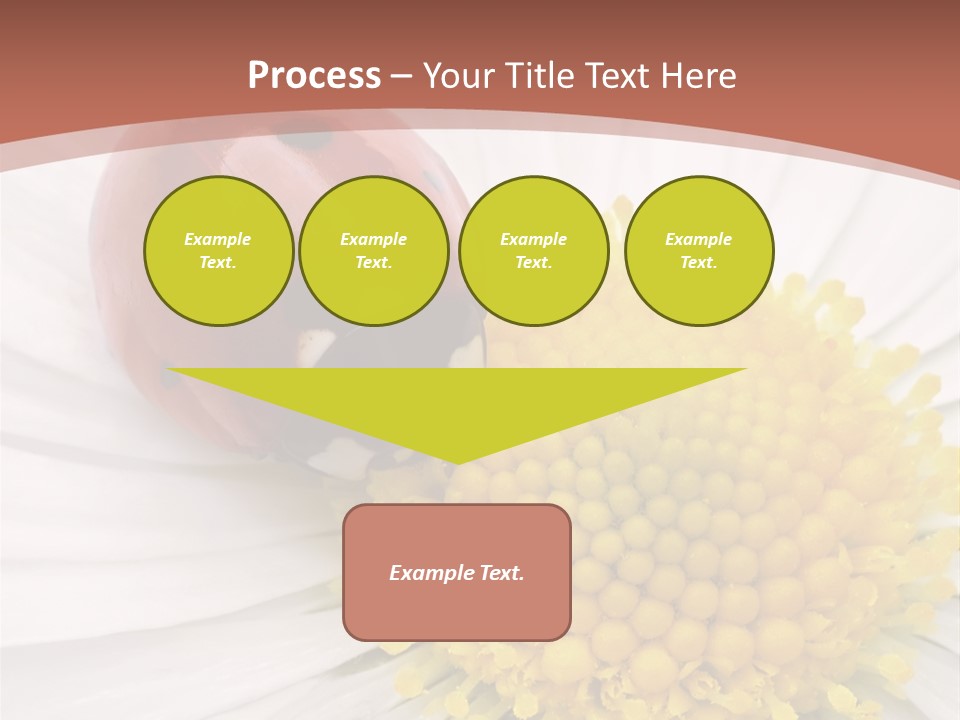 Coccinellidae Macro Insect PowerPoint Template