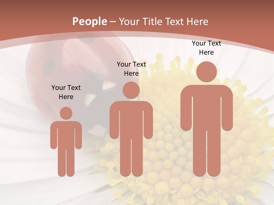 Coccinellidae Macro Insect PowerPoint Template