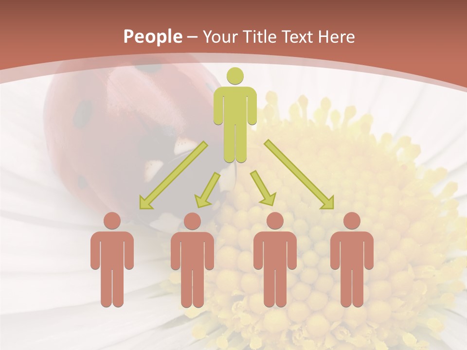 Coccinellidae Macro Insect PowerPoint Template