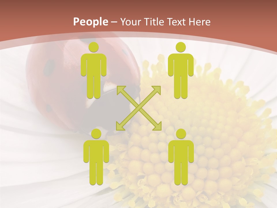 Coccinellidae Macro Insect PowerPoint Template
