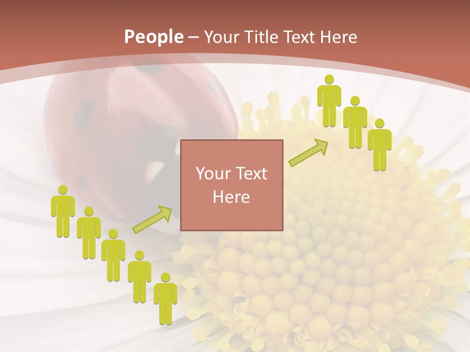 Coccinellidae Macro Insect PowerPoint Template