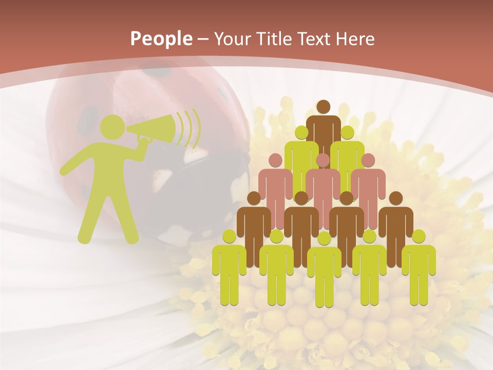 Coccinellidae Macro Insect PowerPoint Template