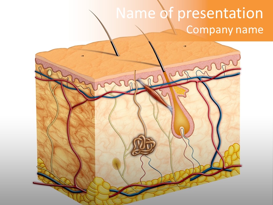 Granulosum Clip Art Cross Section PowerPoint Template