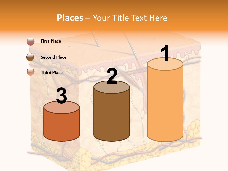 Granulosum Clip Art Cross Section PowerPoint Template