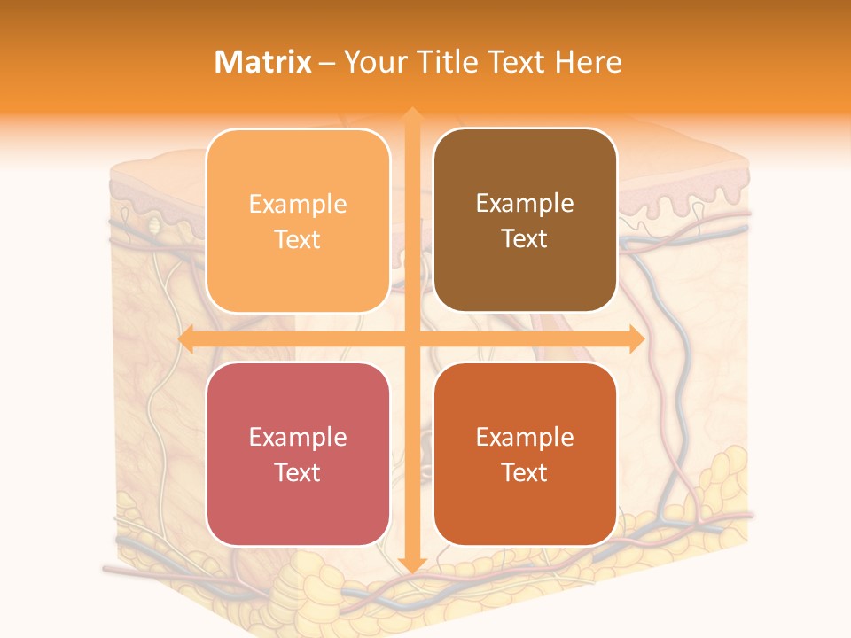 Granulosum Clip Art Cross Section PowerPoint Template