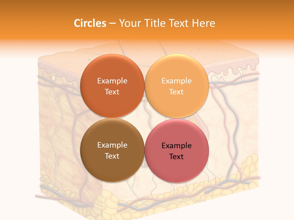 Granulosum Clip Art Cross Section PowerPoint Template