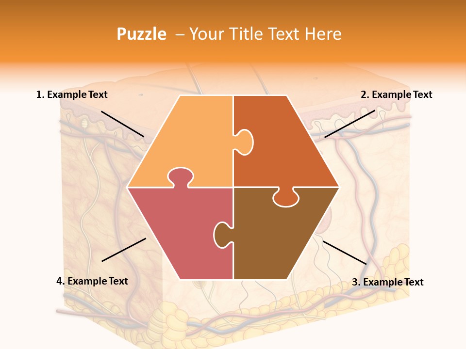 Granulosum Clip Art Cross Section PowerPoint Template
