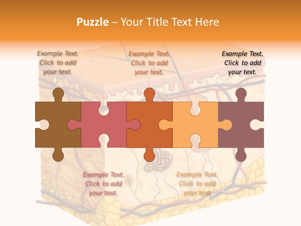 Granulosum Clip Art Cross Section PowerPoint Template