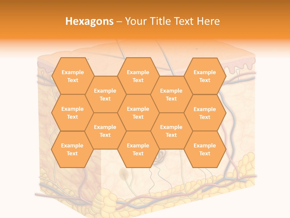 Granulosum Clip Art Cross Section PowerPoint Template
