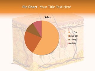 Granulosum Clip Art Cross Section PowerPoint Template