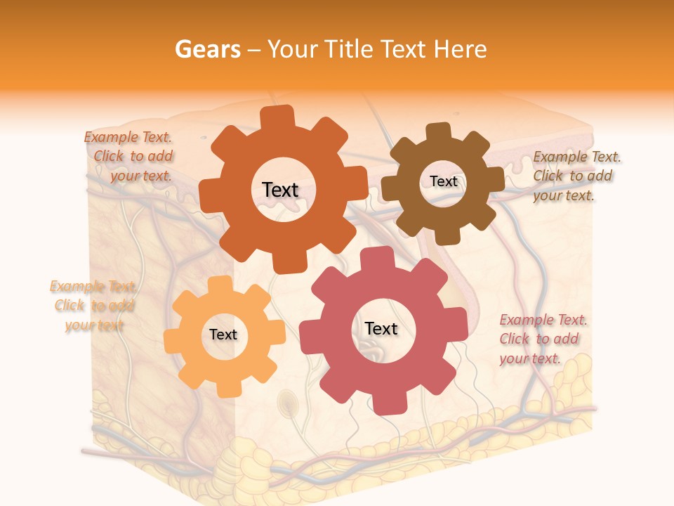 Granulosum Clip Art Cross Section PowerPoint Template