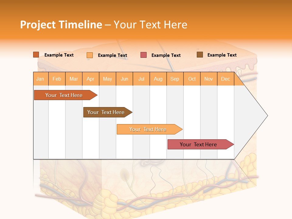 Granulosum Clip Art Cross Section PowerPoint Template