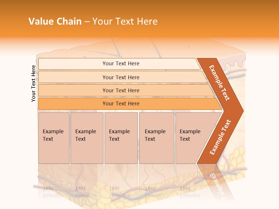 Granulosum Clip Art Cross Section PowerPoint Template