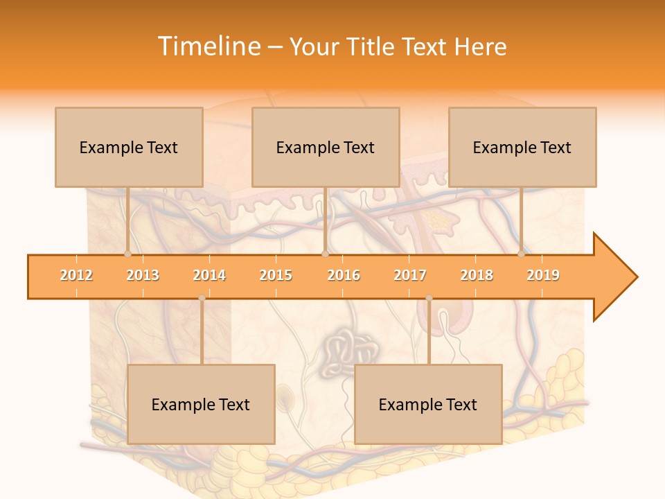 Granulosum Clip Art Cross Section PowerPoint Template