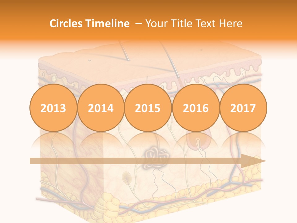 Granulosum Clip Art Cross Section PowerPoint Template