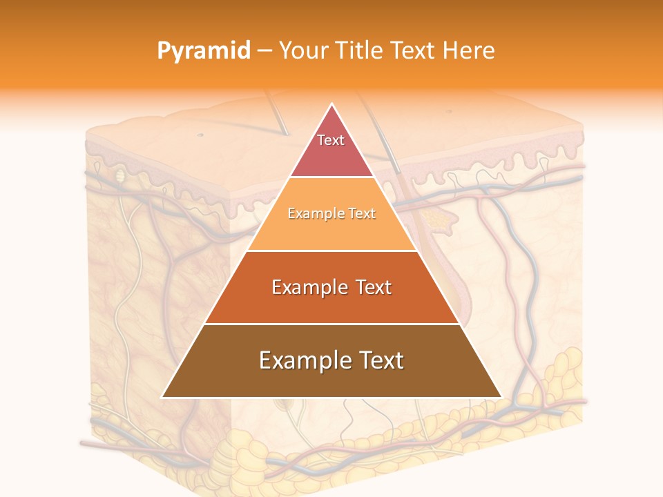 Granulosum Clip Art Cross Section PowerPoint Template