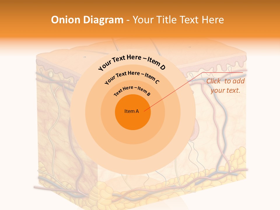 Granulosum Clip Art Cross Section PowerPoint Template