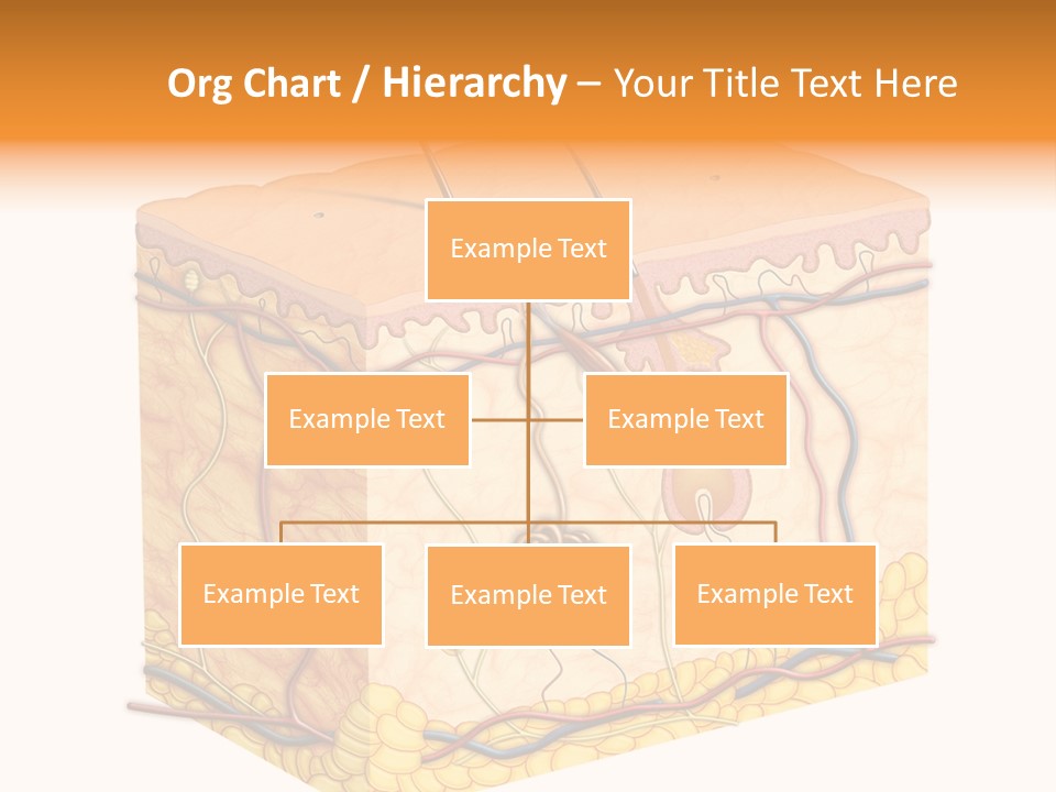 Granulosum Clip Art Cross Section PowerPoint Template