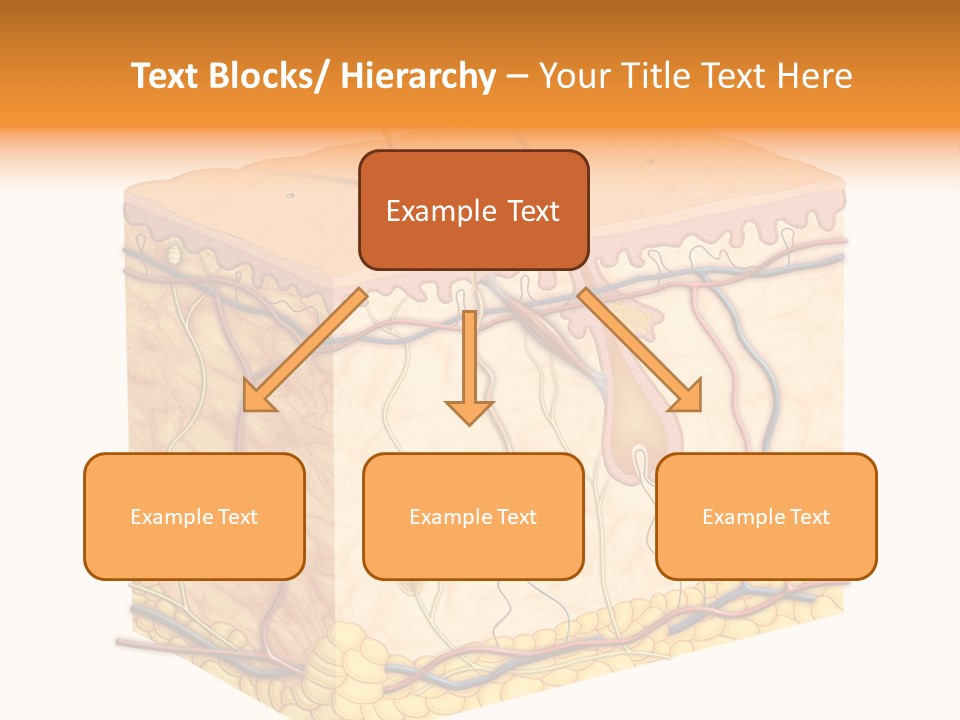 Granulosum Clip Art Cross Section PowerPoint Template
