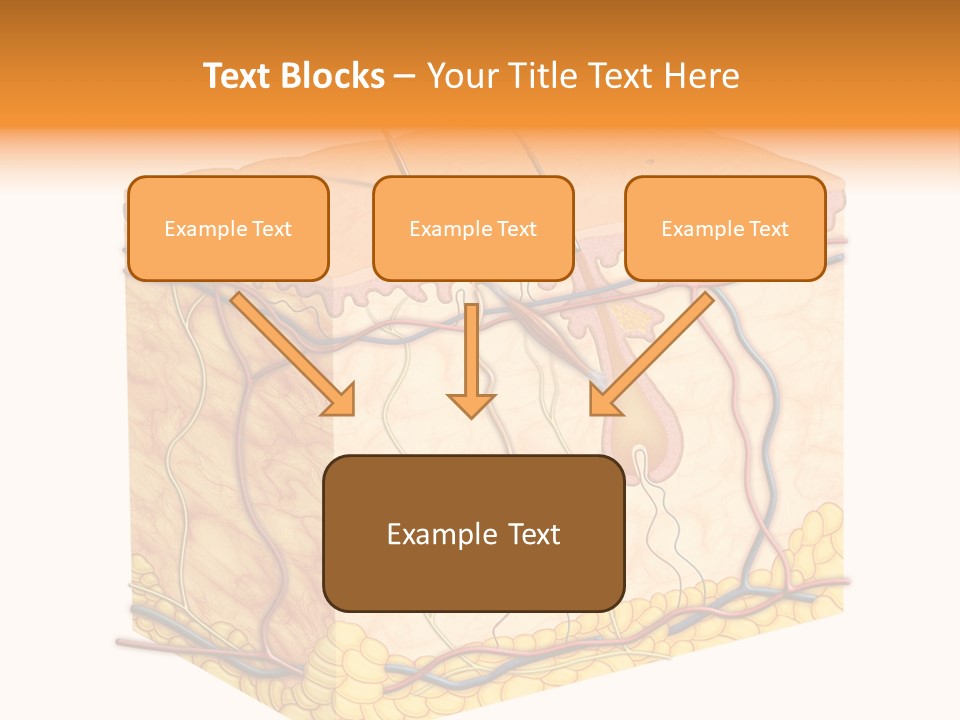 Granulosum Clip Art Cross Section PowerPoint Template