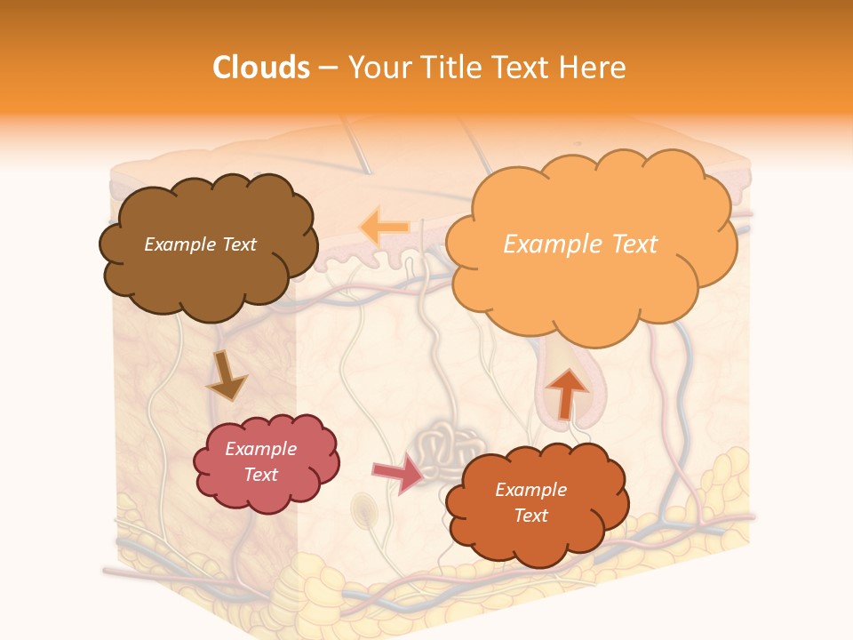 Granulosum Clip Art Cross Section PowerPoint Template