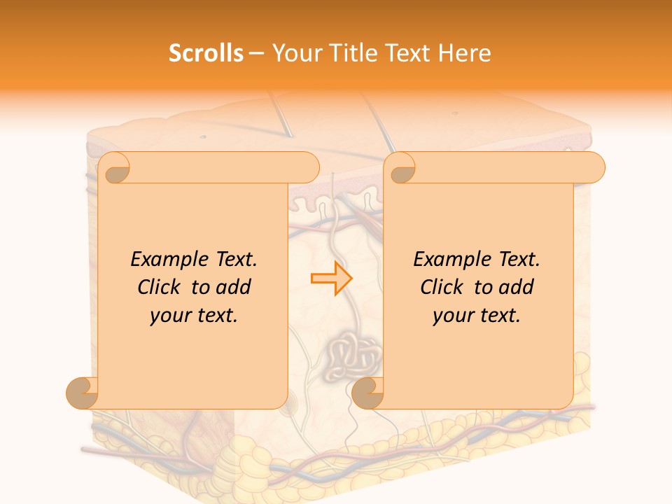 Granulosum Clip Art Cross Section PowerPoint Template