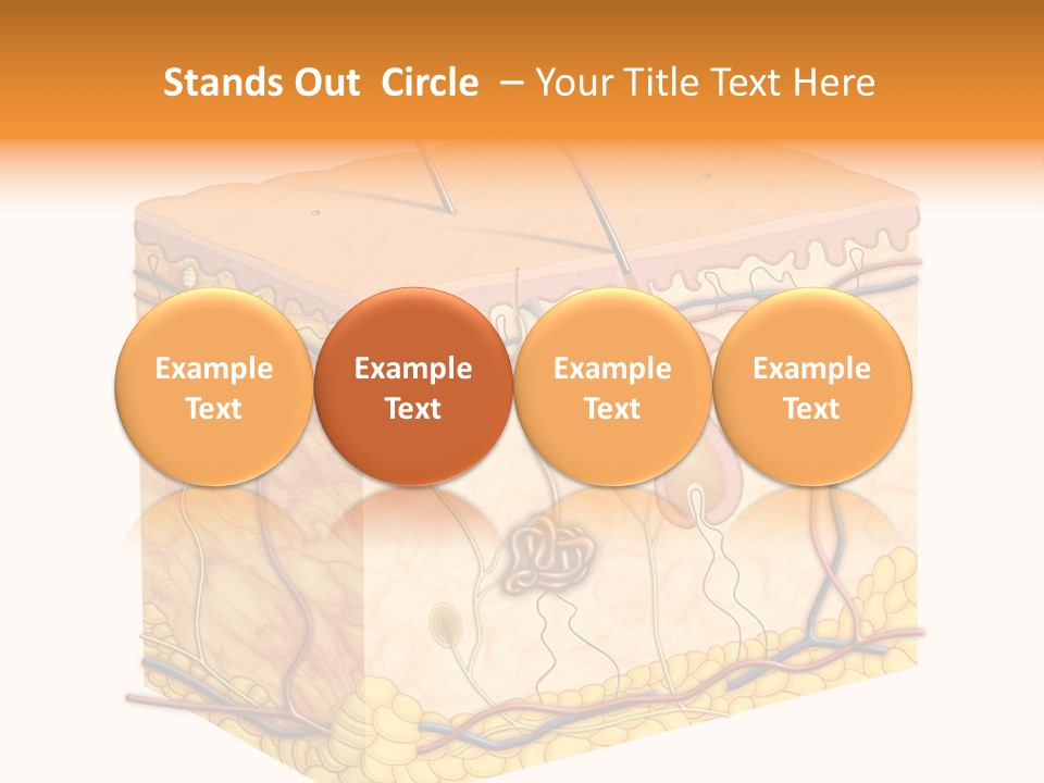 Granulosum Clip Art Cross Section PowerPoint Template