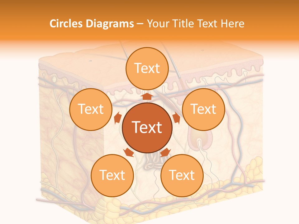 Granulosum Clip Art Cross Section PowerPoint Template