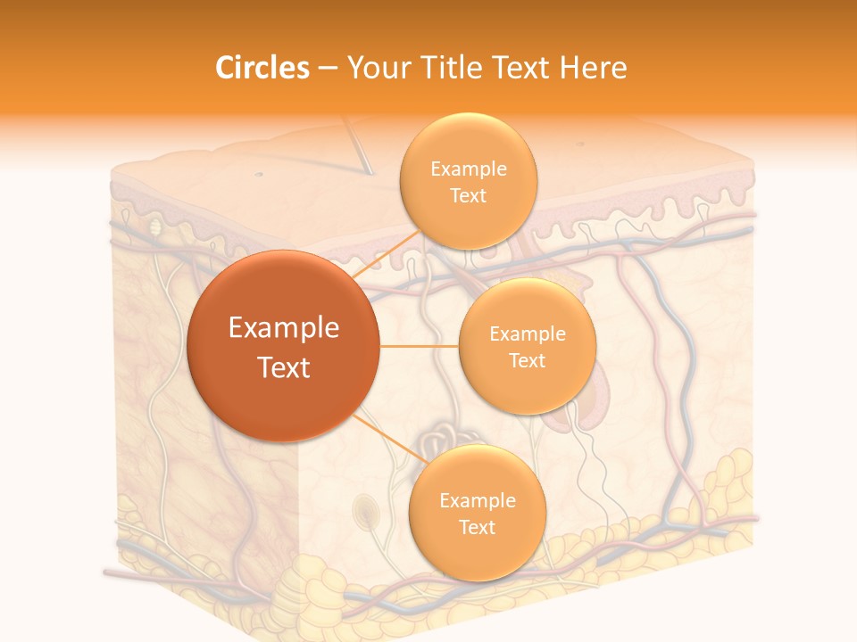 Granulosum Clip Art Cross Section PowerPoint Template