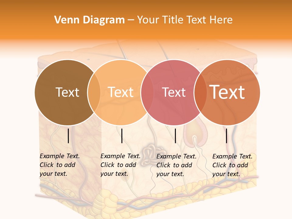 Granulosum Clip Art Cross Section PowerPoint Template