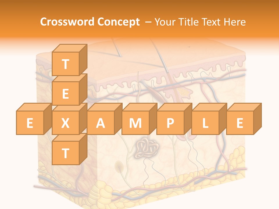 Granulosum Clip Art Cross Section PowerPoint Template