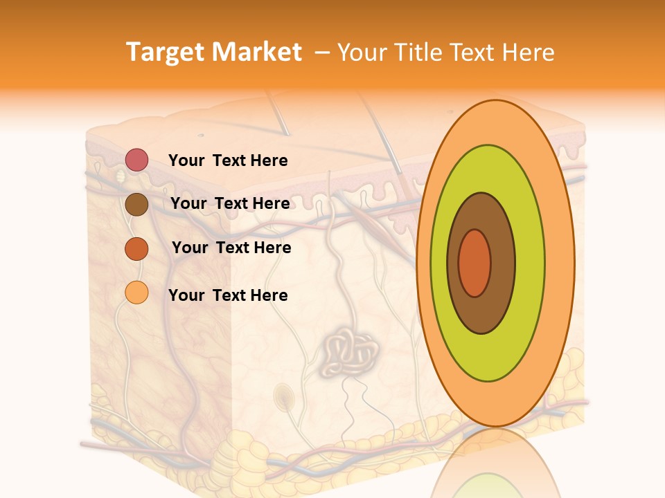 Granulosum Clip Art Cross Section PowerPoint Template