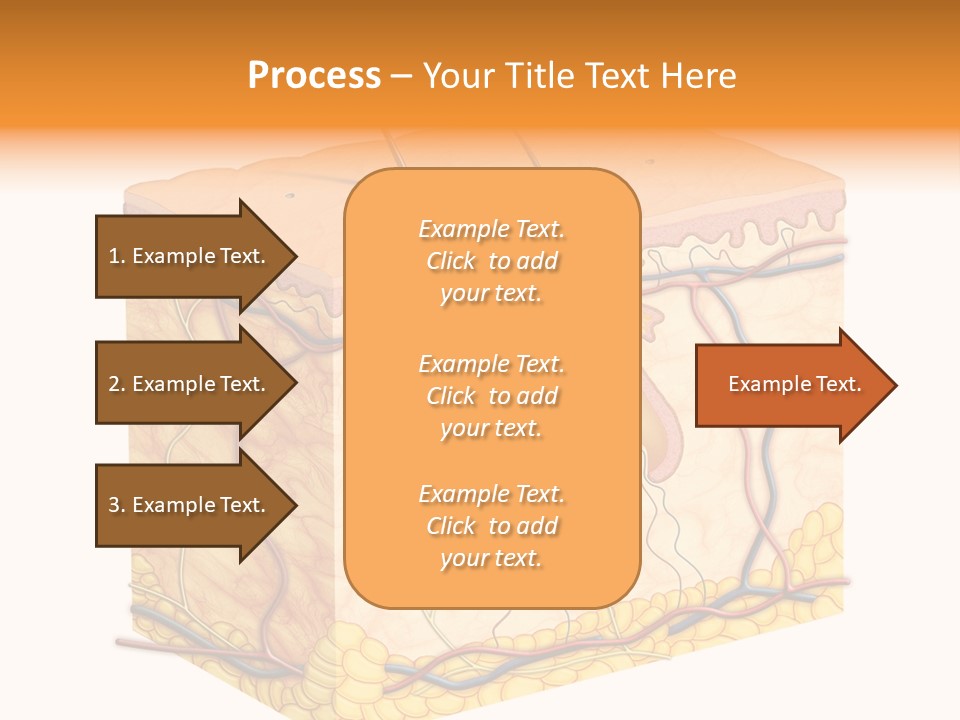 Granulosum Clip Art Cross Section PowerPoint Template