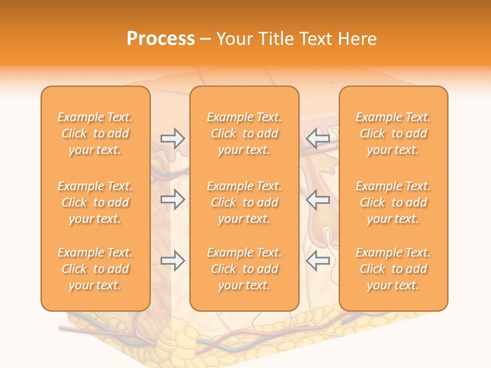 Granulosum Clip Art Cross Section PowerPoint Template
