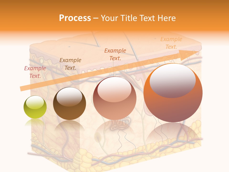 Granulosum Clip Art Cross Section PowerPoint Template