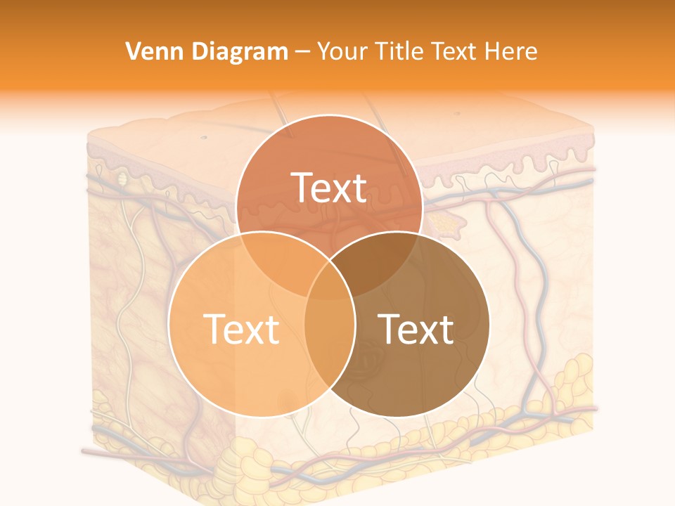 Granulosum Clip Art Cross Section PowerPoint Template