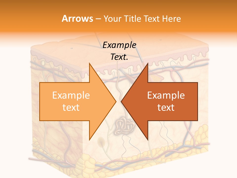 Granulosum Clip Art Cross Section PowerPoint Template