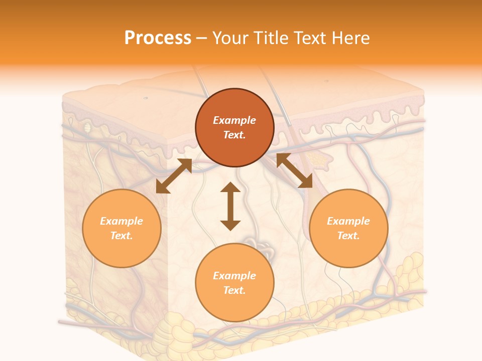 Granulosum Clip Art Cross Section PowerPoint Template