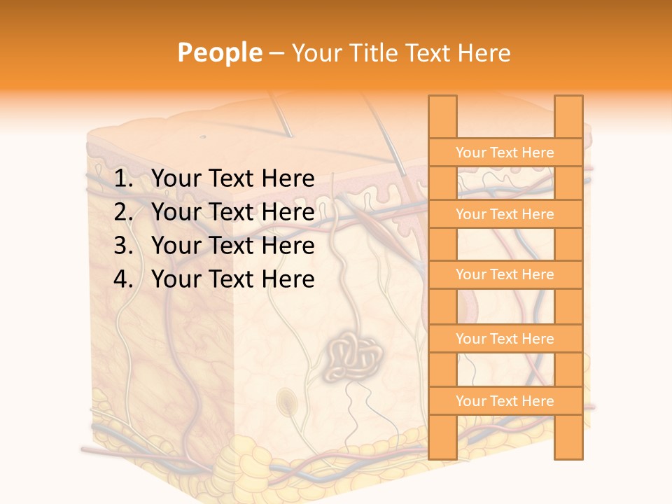 Granulosum Clip Art Cross Section PowerPoint Template